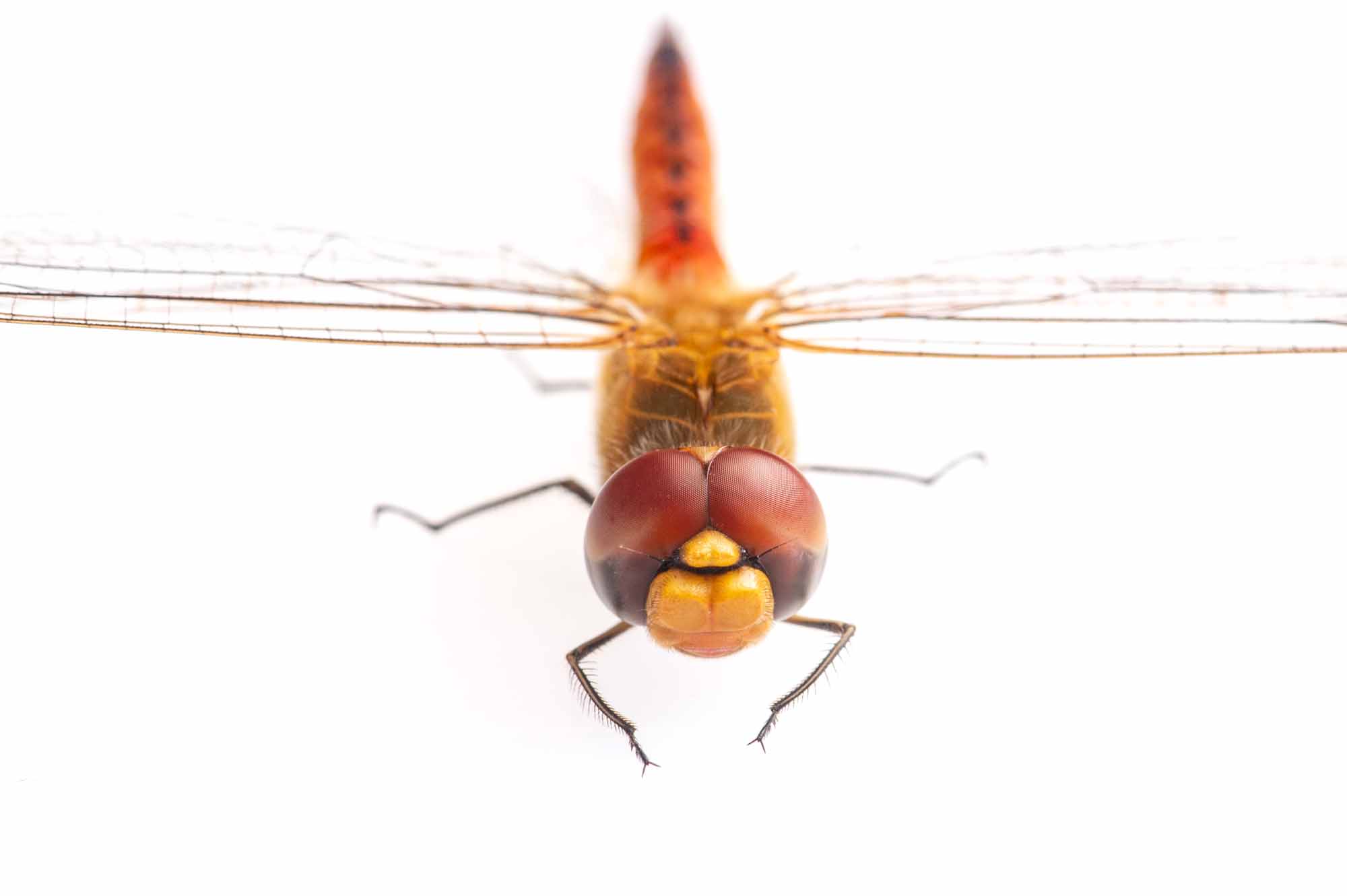 ウスバキトンボのオスの写真