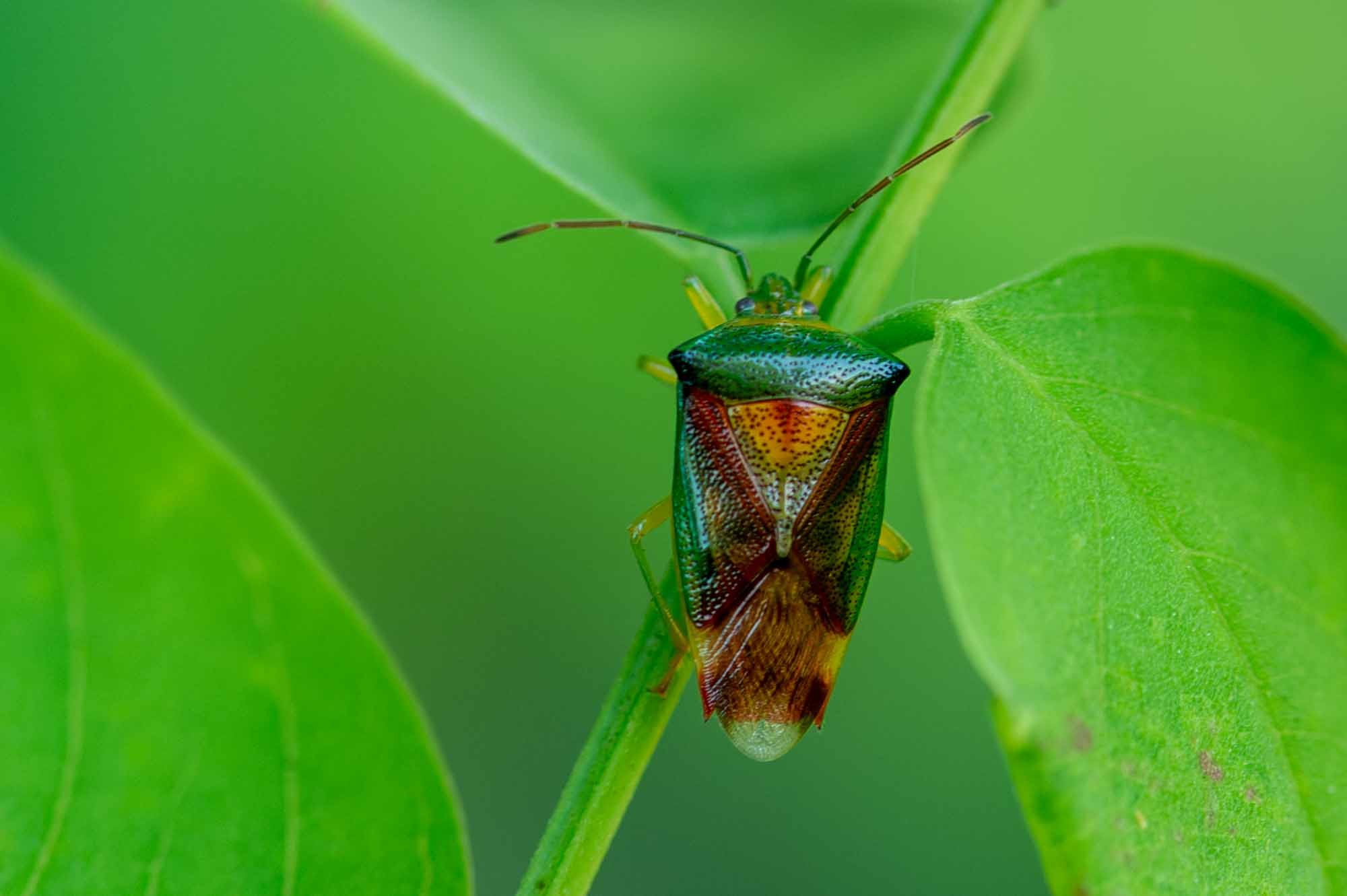 ベニモンツノカメムシの写真
