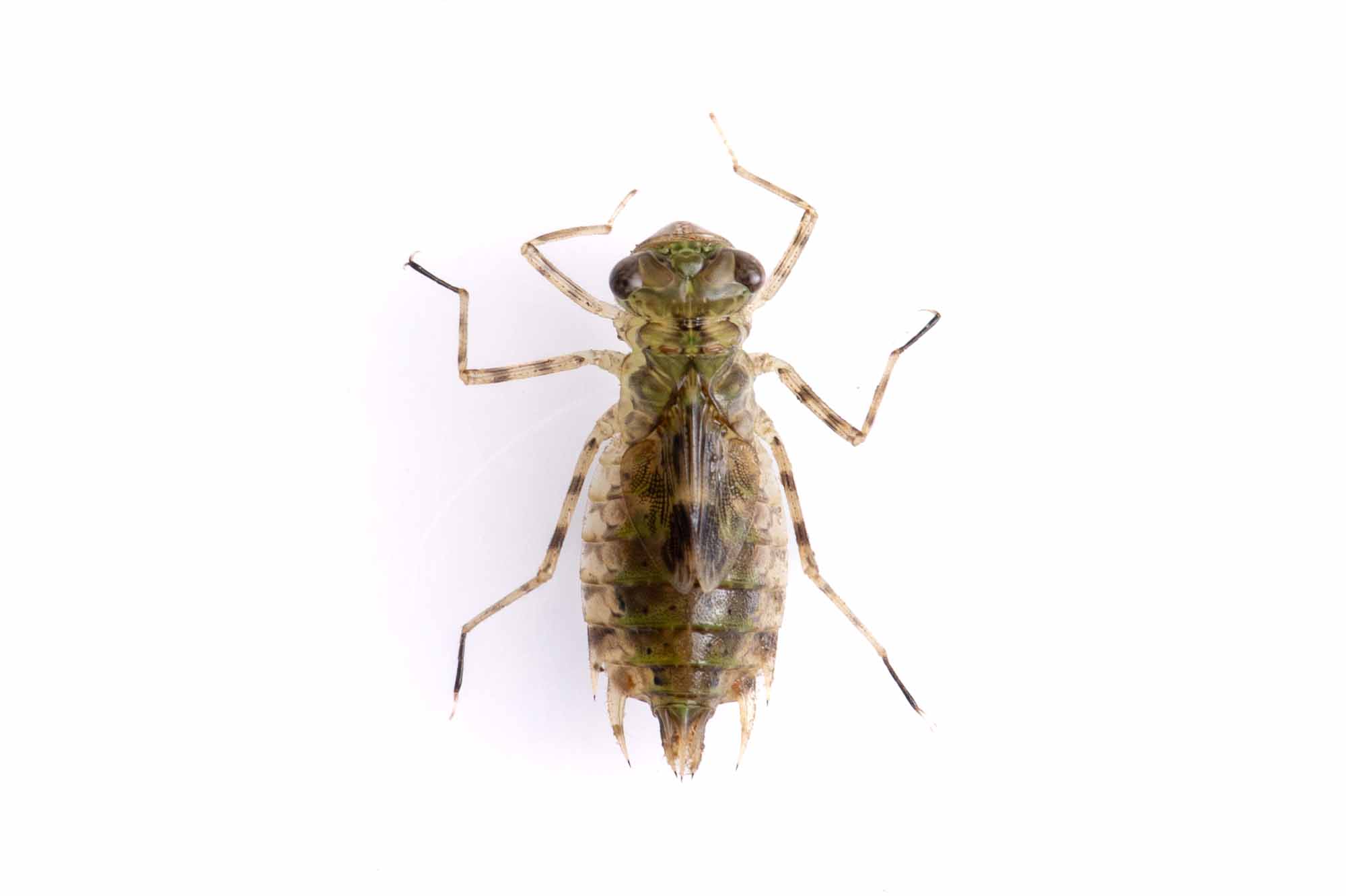 ウスバキトンボのヤゴの写真