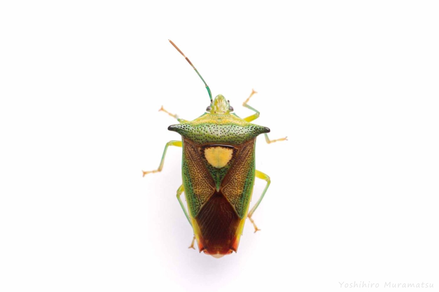モンキツノカメムシの写真