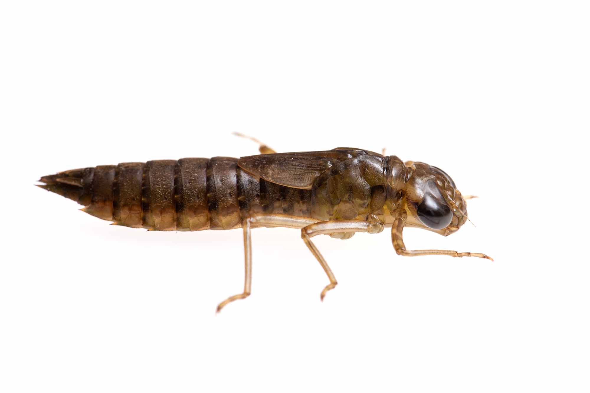 クロスジギンヤンマのヤゴの写真