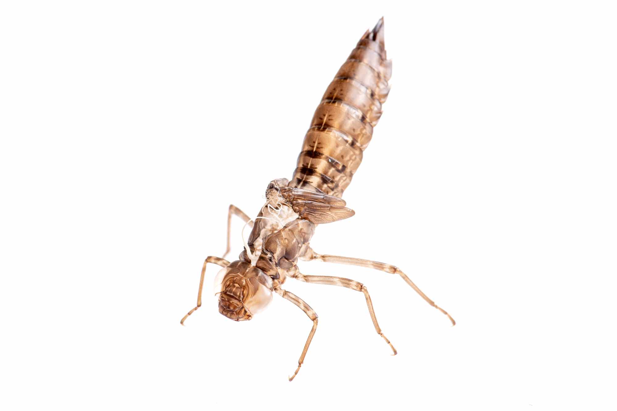 クロスジギンヤンマのヤゴの写真