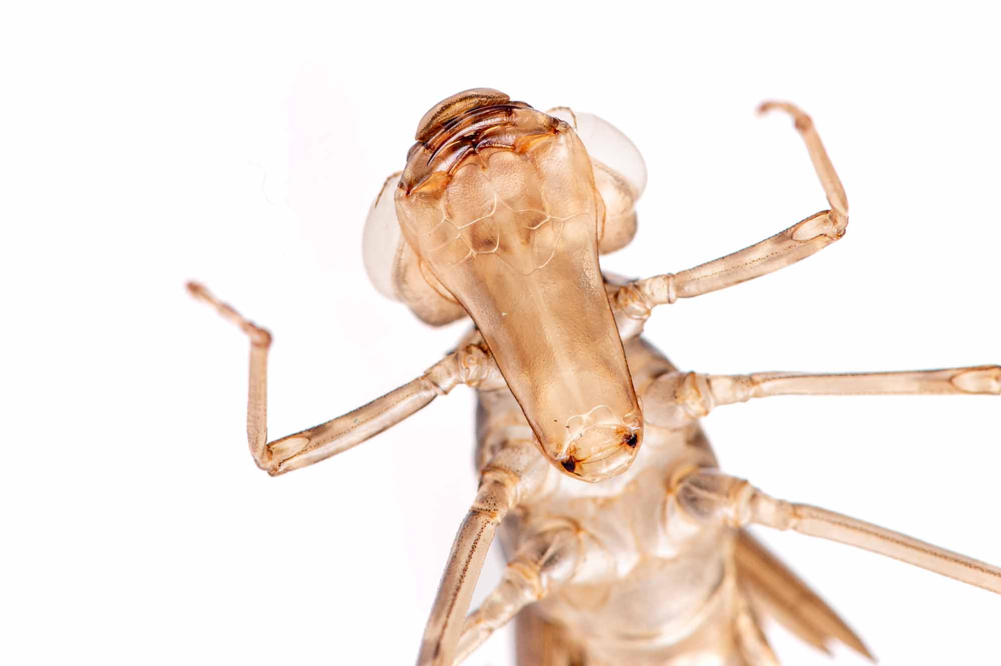 クロスジギンヤンマのヤゴの写真