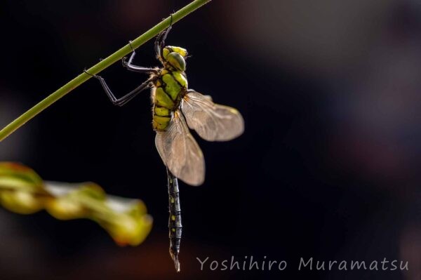 クロスジギンヤンマの写真