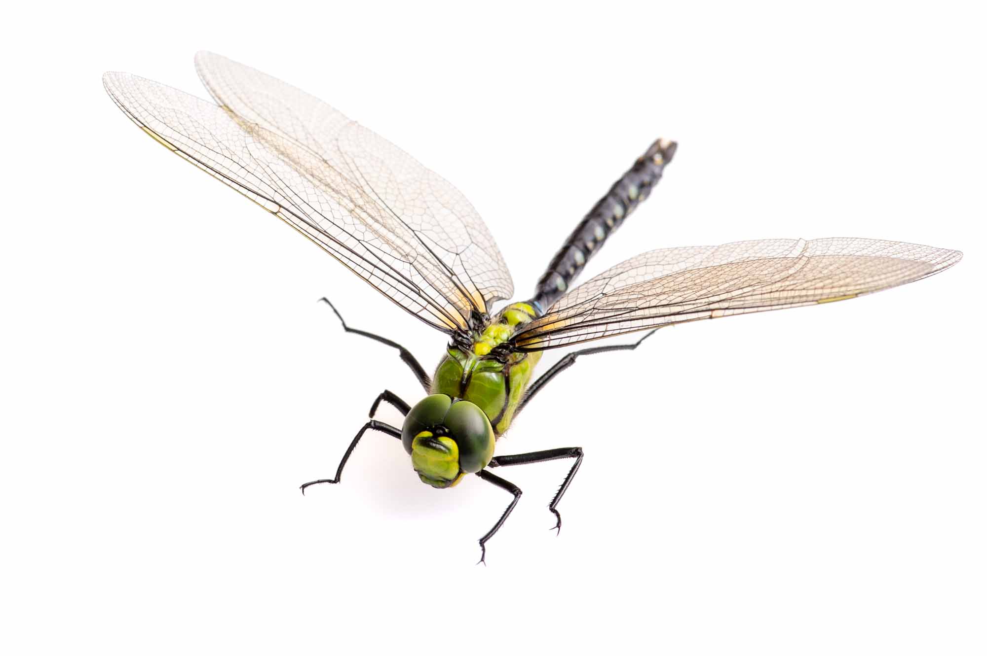 クロスジギンヤンマの写真