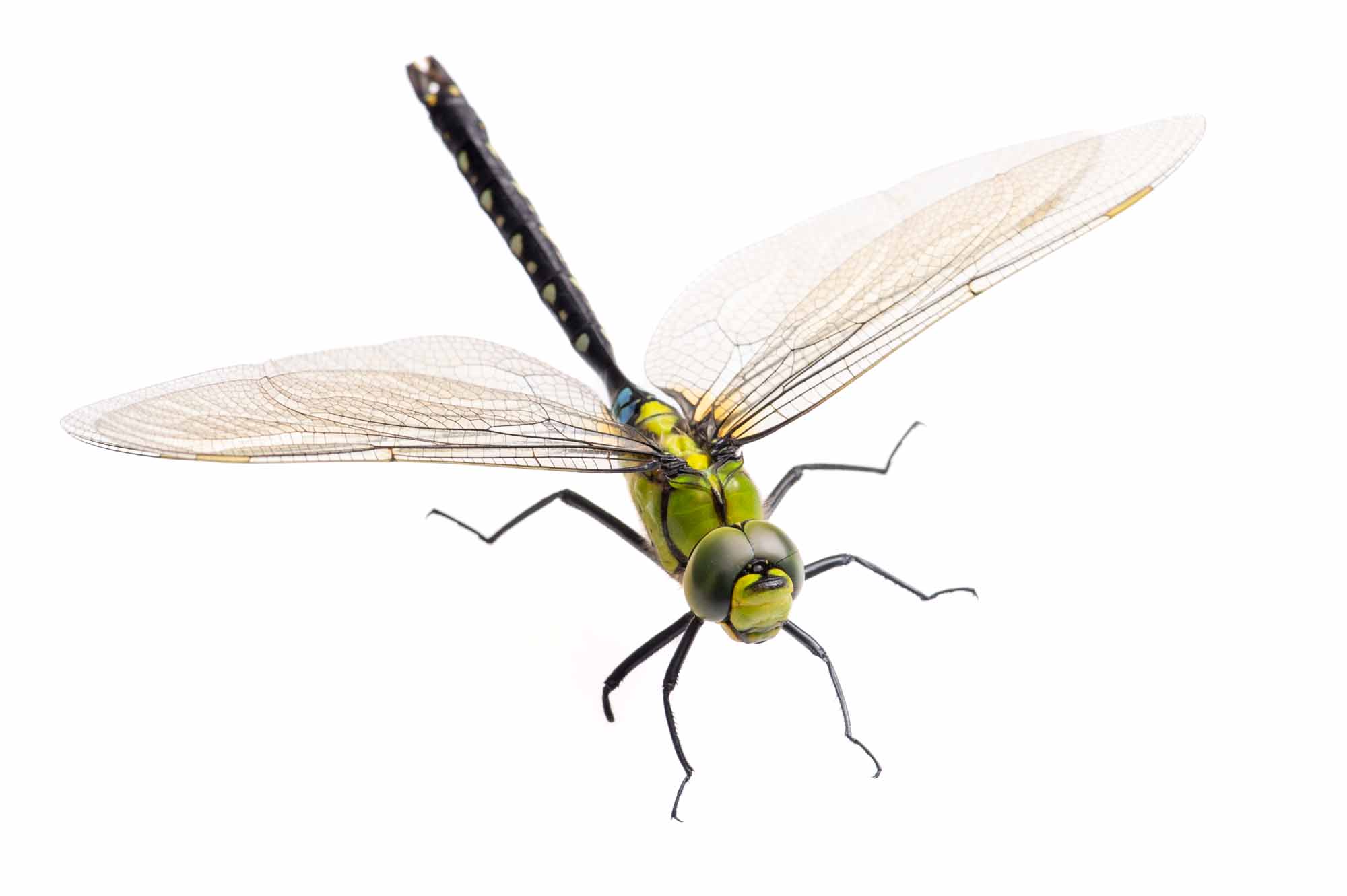 クロスジギンヤンマの写真