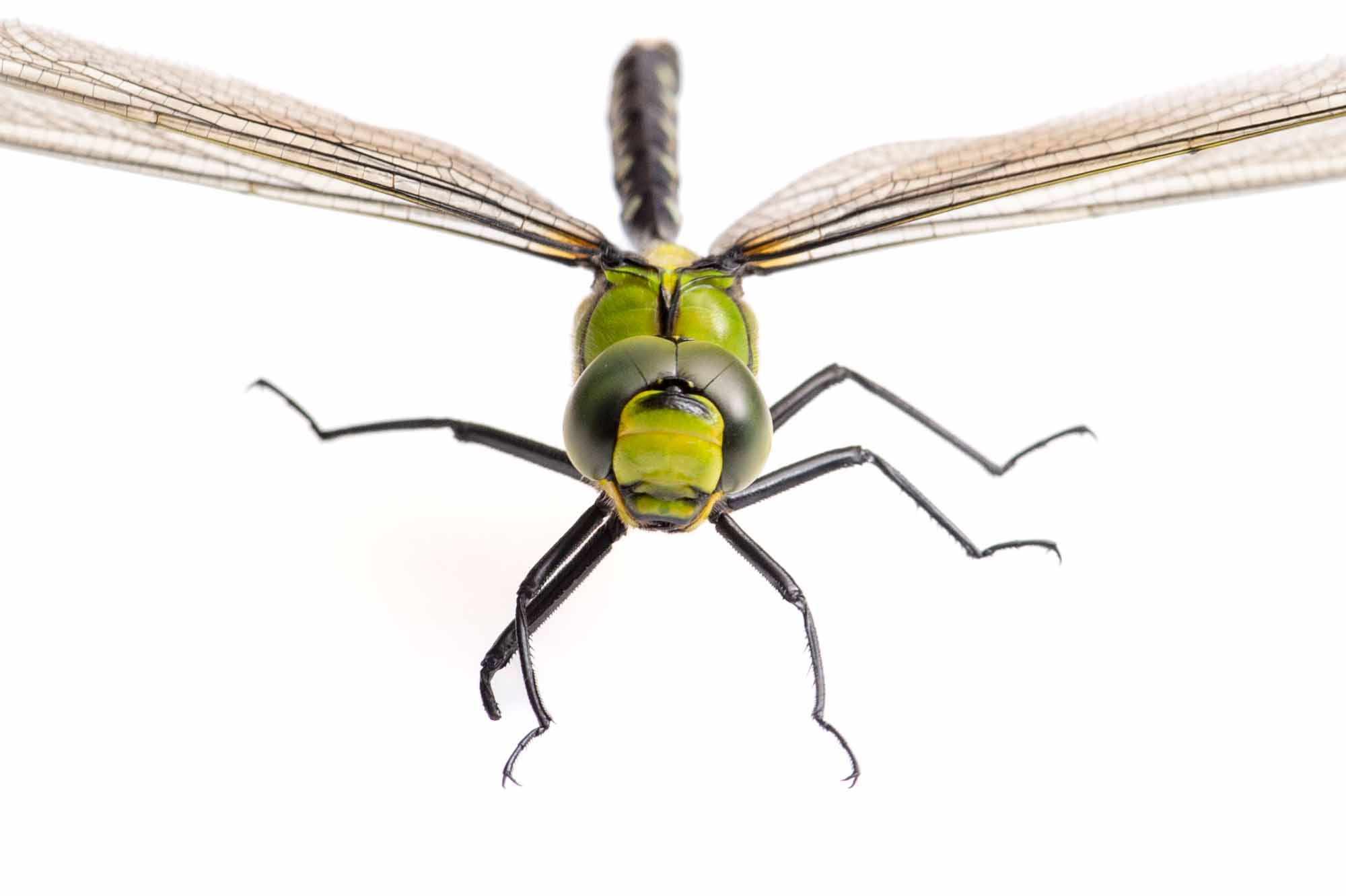 クロスジギンヤンマの写真