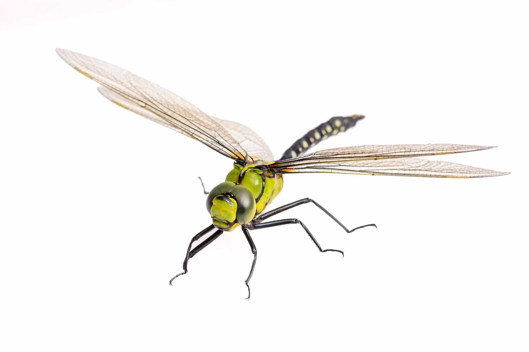 クロスジギンヤンマの写真