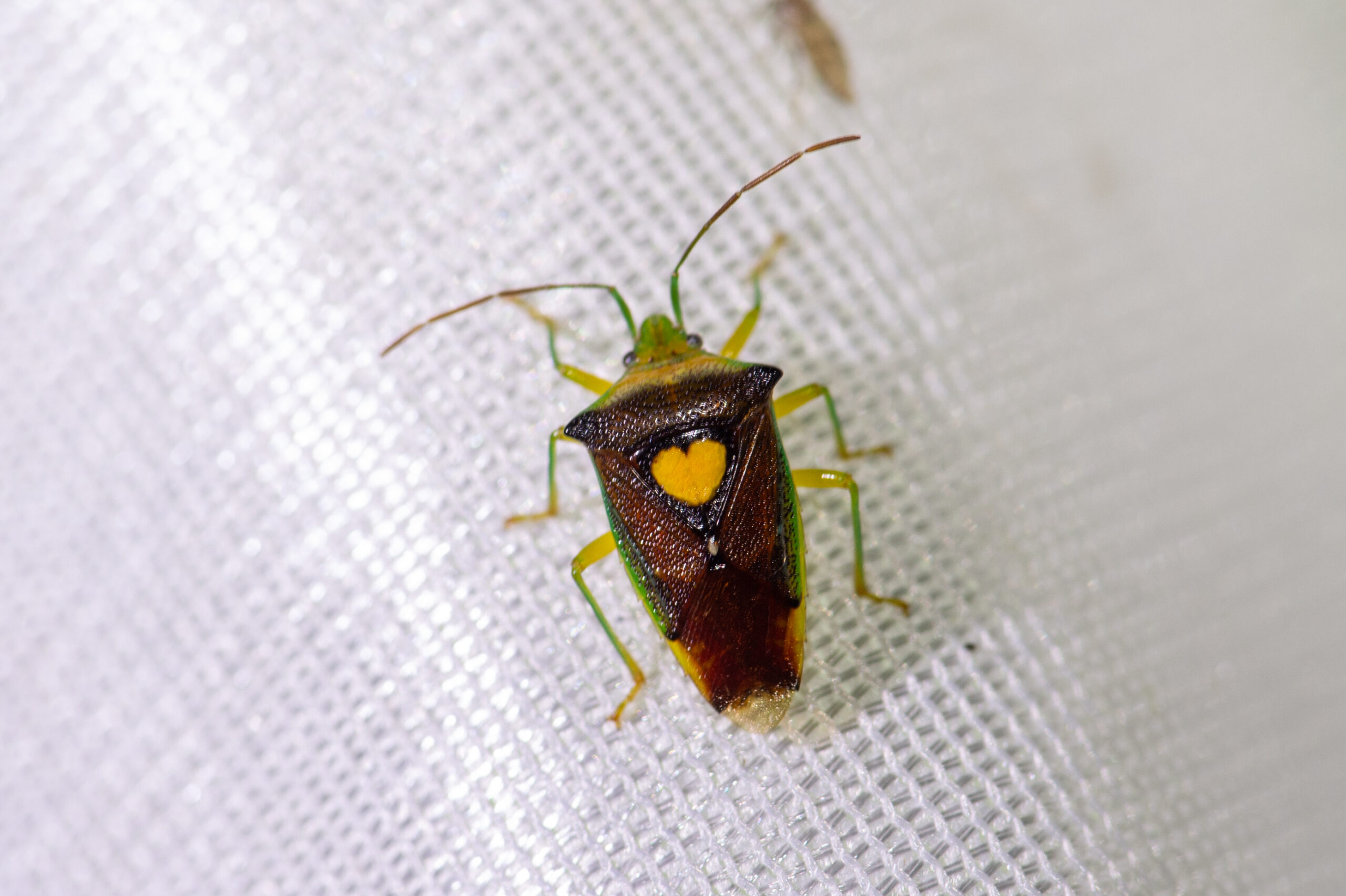 エサキモンキツノカメムシの写真