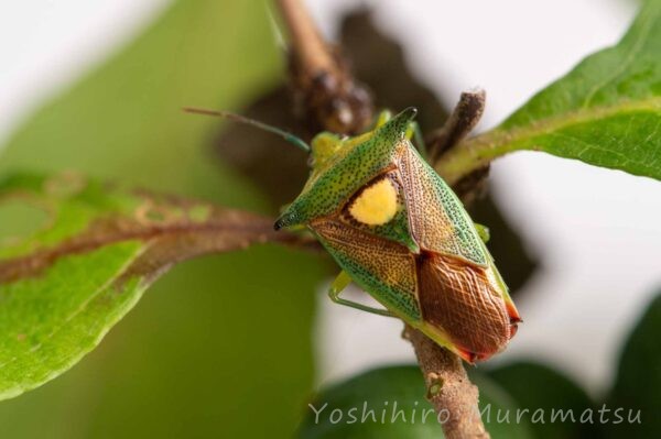 モンキツノカメムシの写真