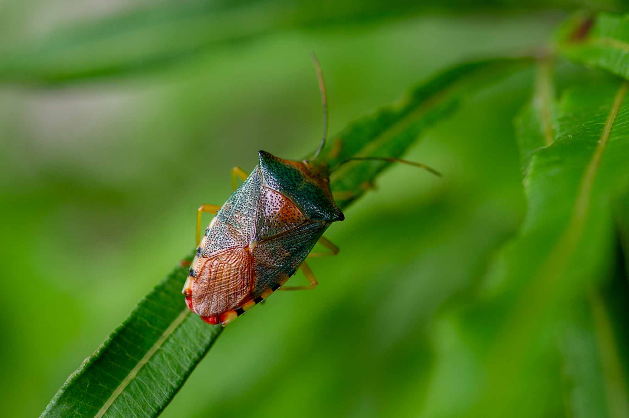 セアカツノカメムシの写真