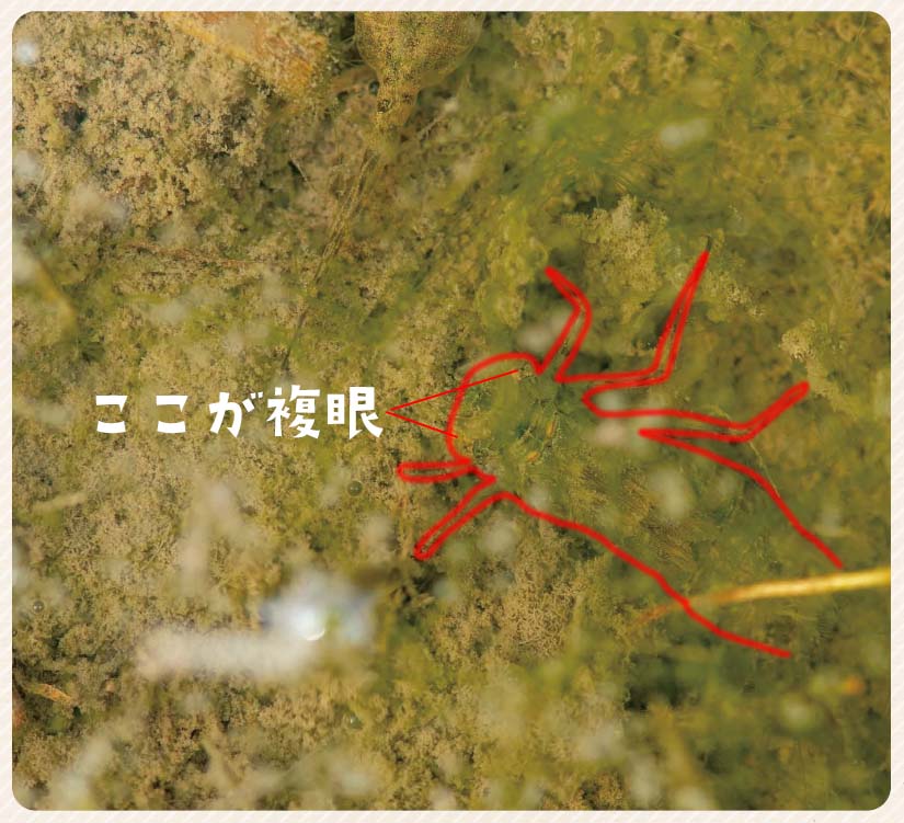 49号クイズ解答画像