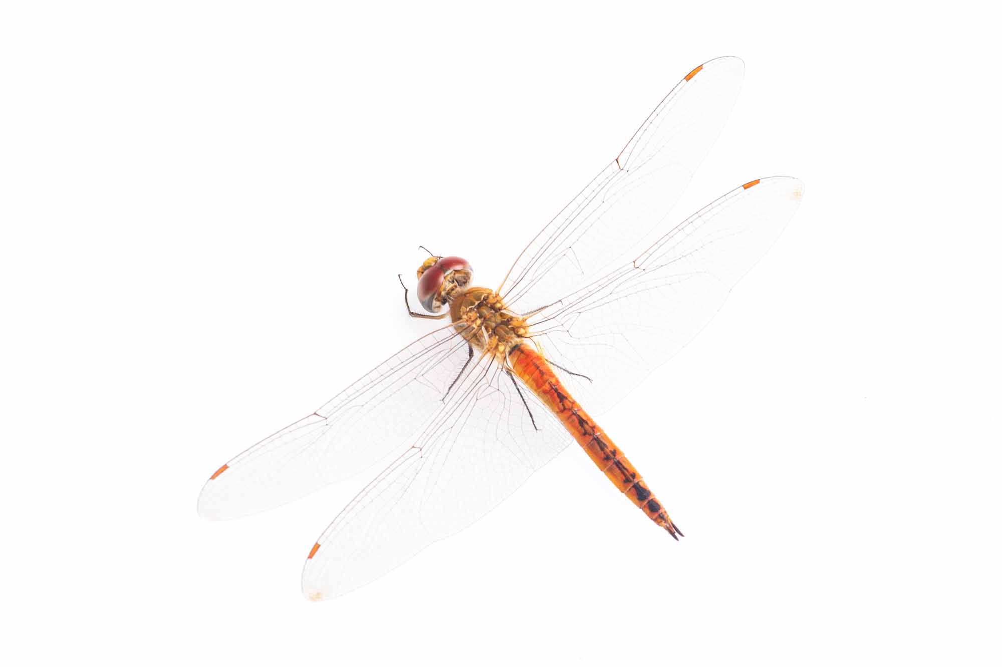 ウスバキトンボのオスの写真