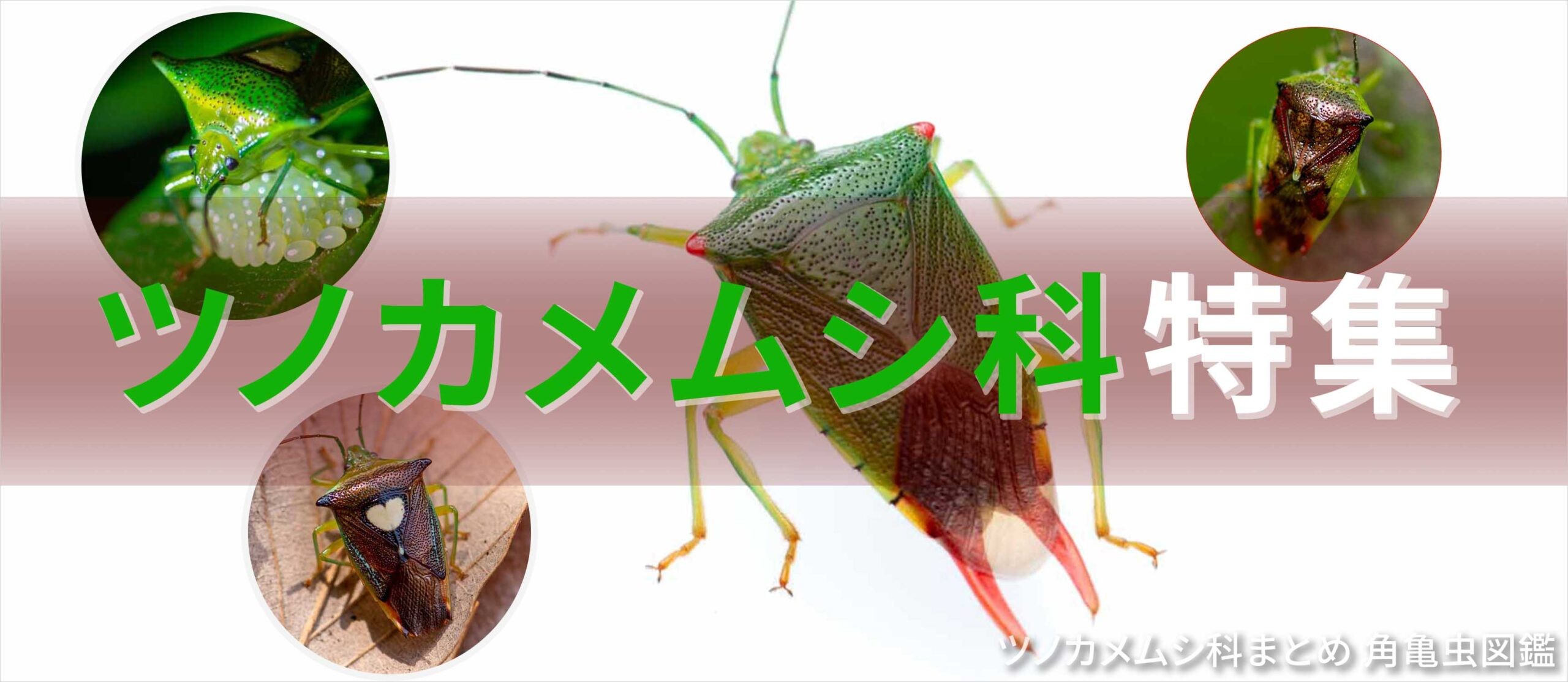ツノカメムシ科特集バナー画像