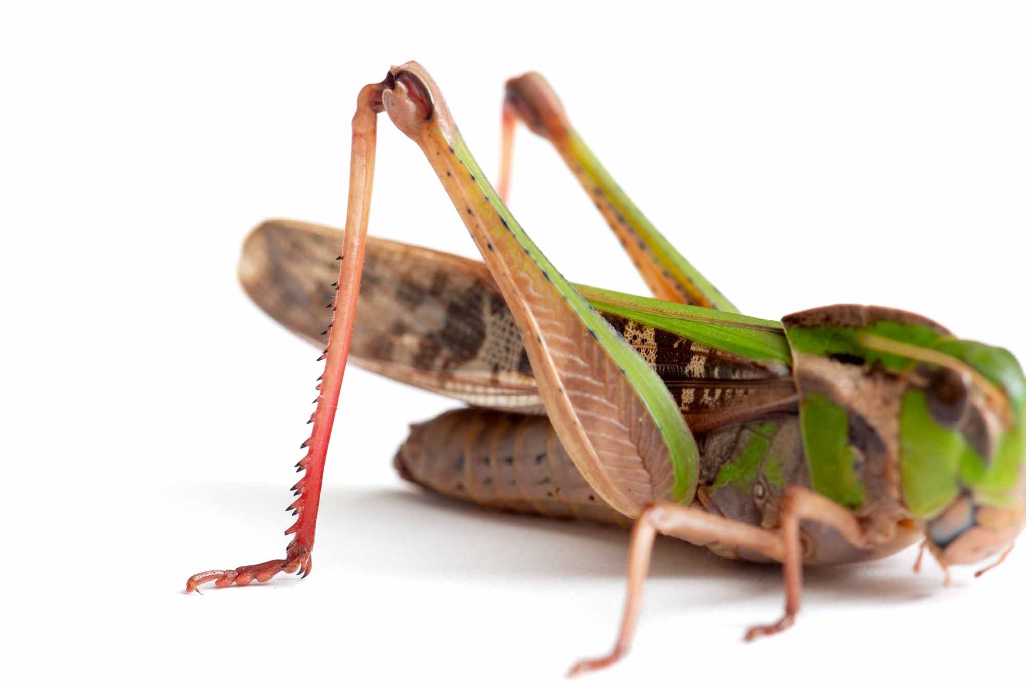 クルマバッタの写真