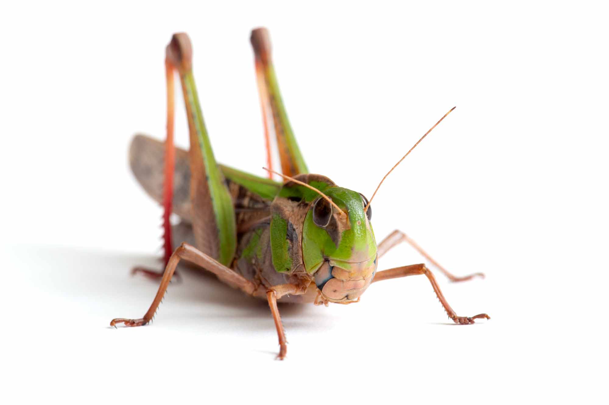 クルマバッタの写真