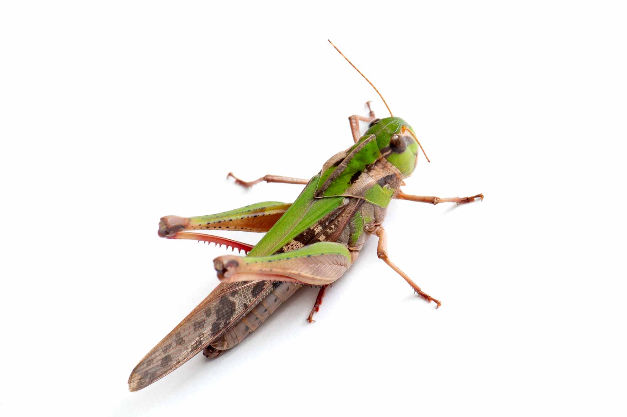 クルマバッタの写真