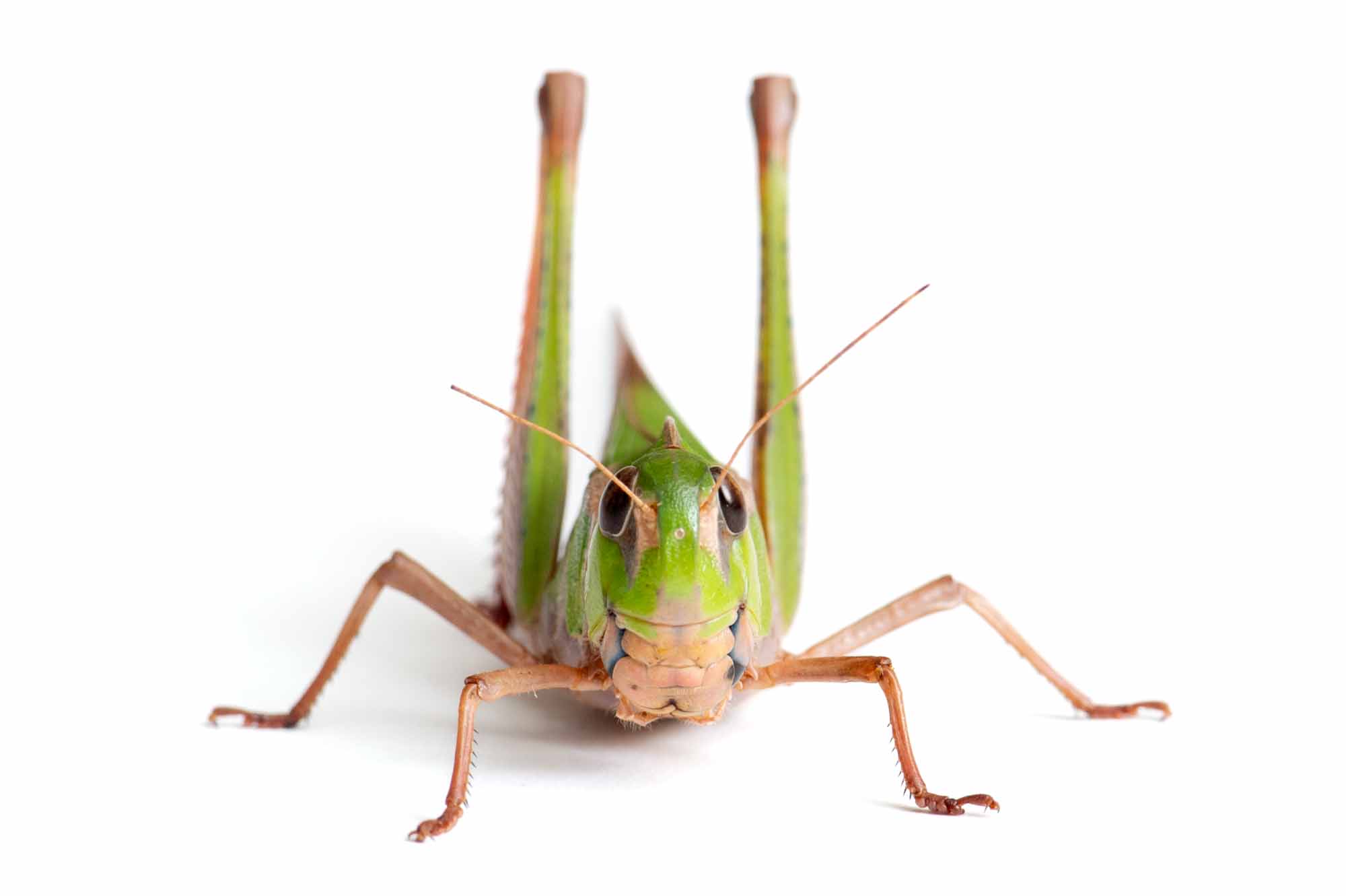 クルマバッタの写真