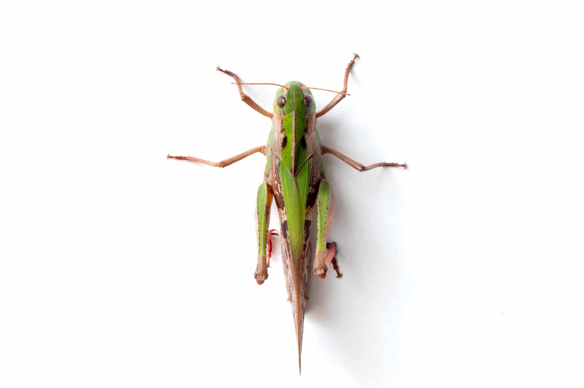 クルマバッタの写真