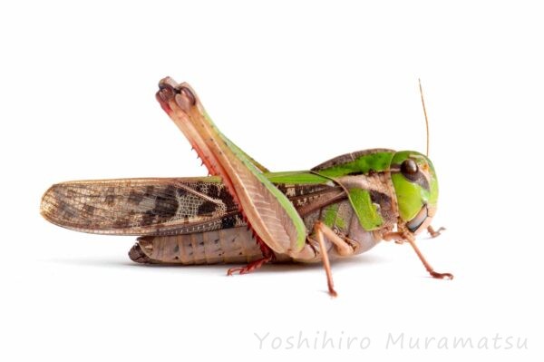 クルマバッタの写真