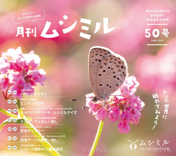 月刊ムシミル50号バナー画像
