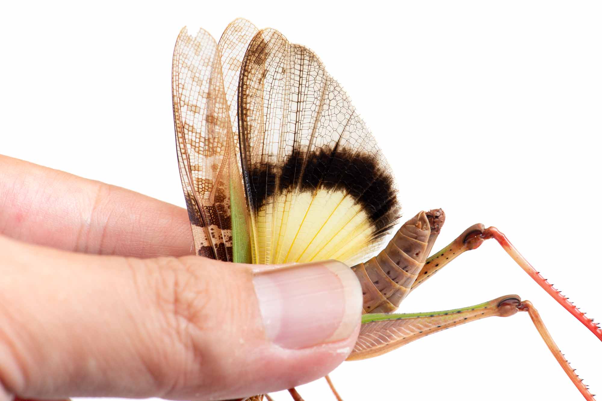 クルマバッタの写真