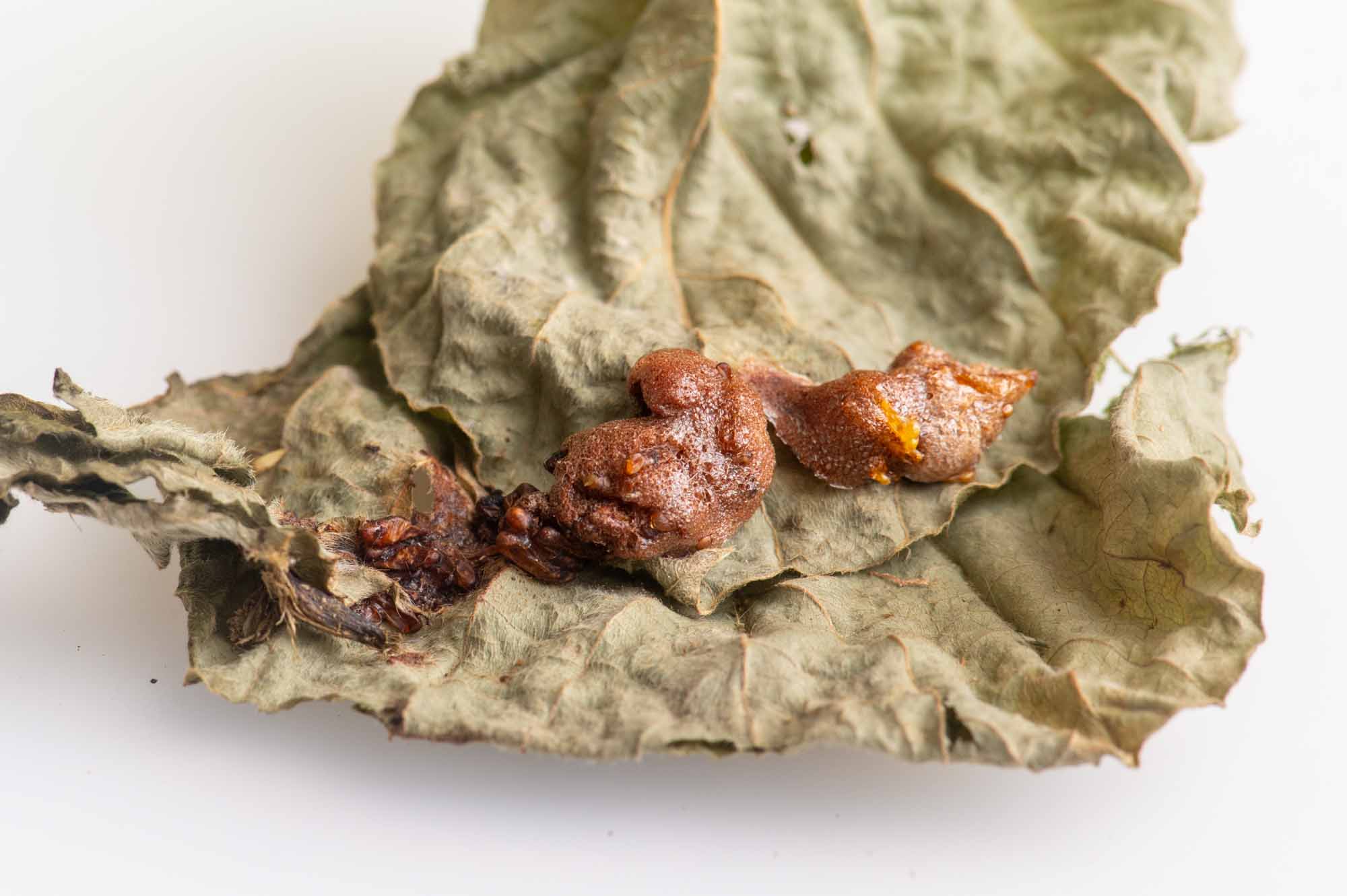 クルマバッタの写真