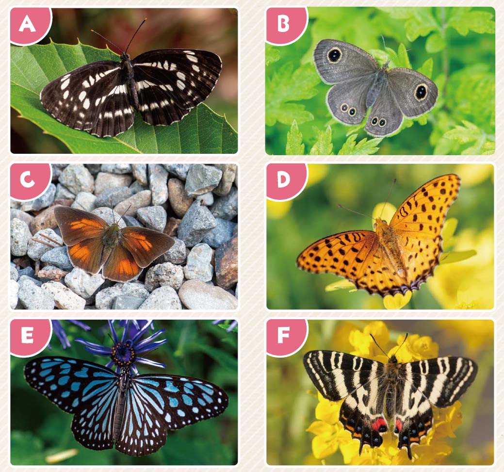 51号クイズ画像