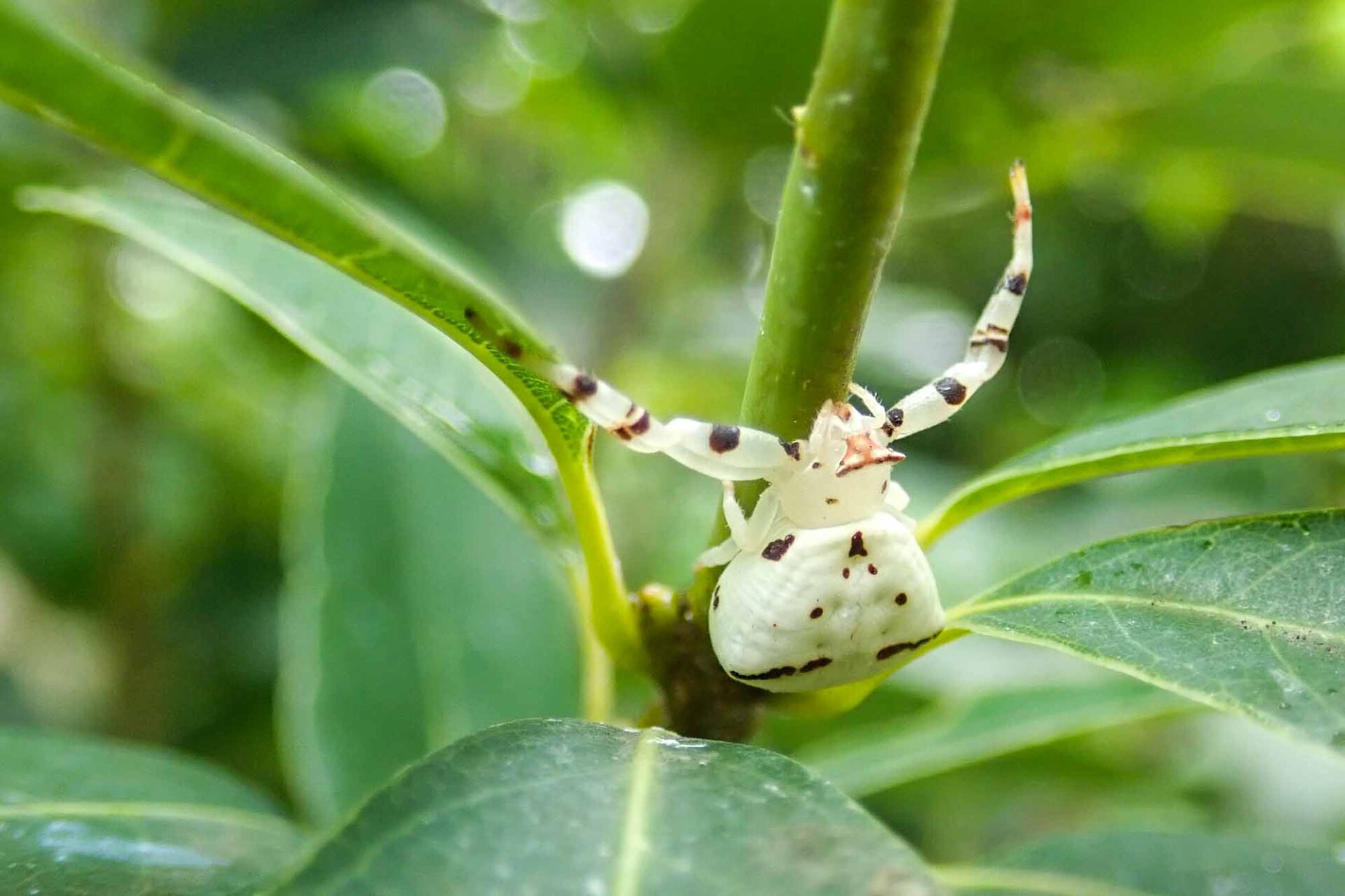 アズチグモの写真