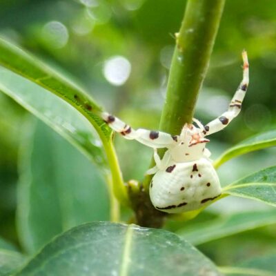 アズチグモの写真