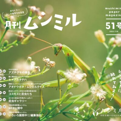 月刊ムシミル51号バナー画像