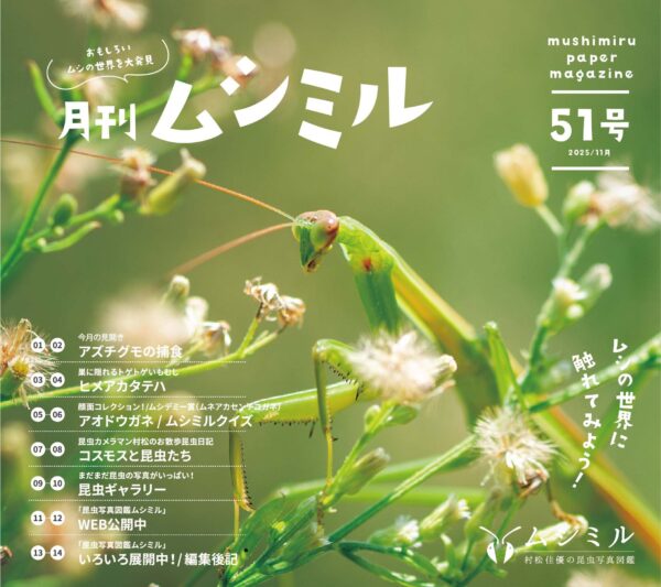 月刊ムシミル51号バナー画像