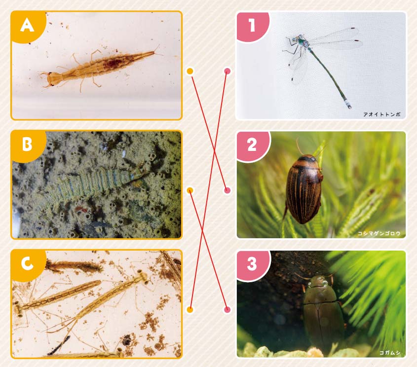 52号クイズ解答画像