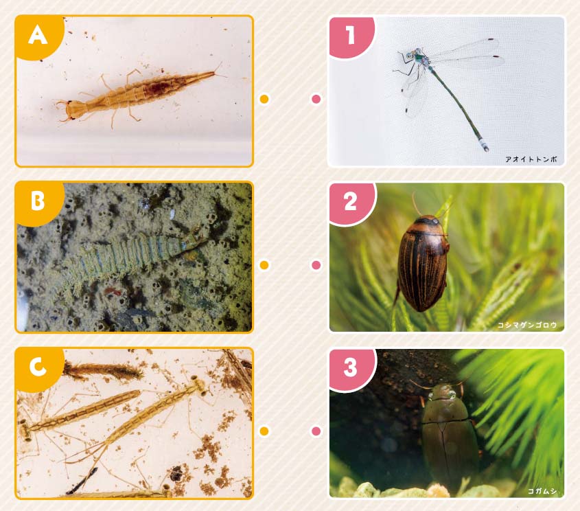 52号クイズ画像