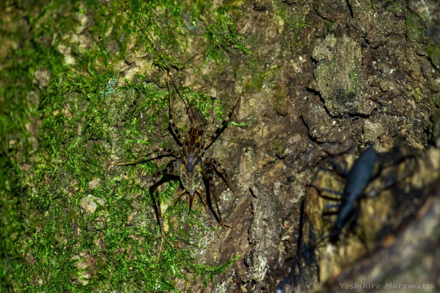 マダラカマドウマの写真