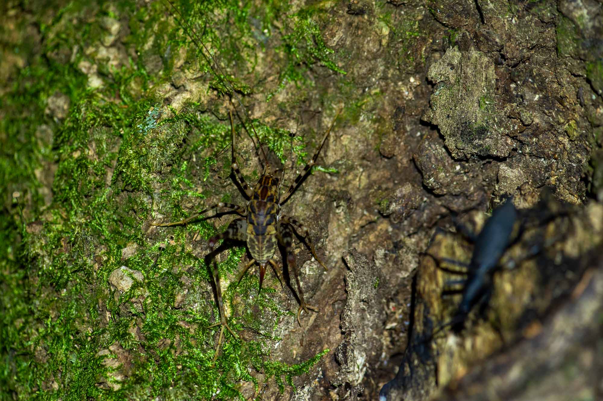 マダラカマドウマの写真