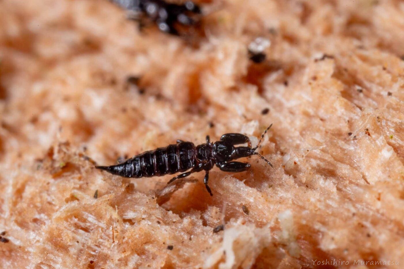 クチキクダアザミウマの写真
