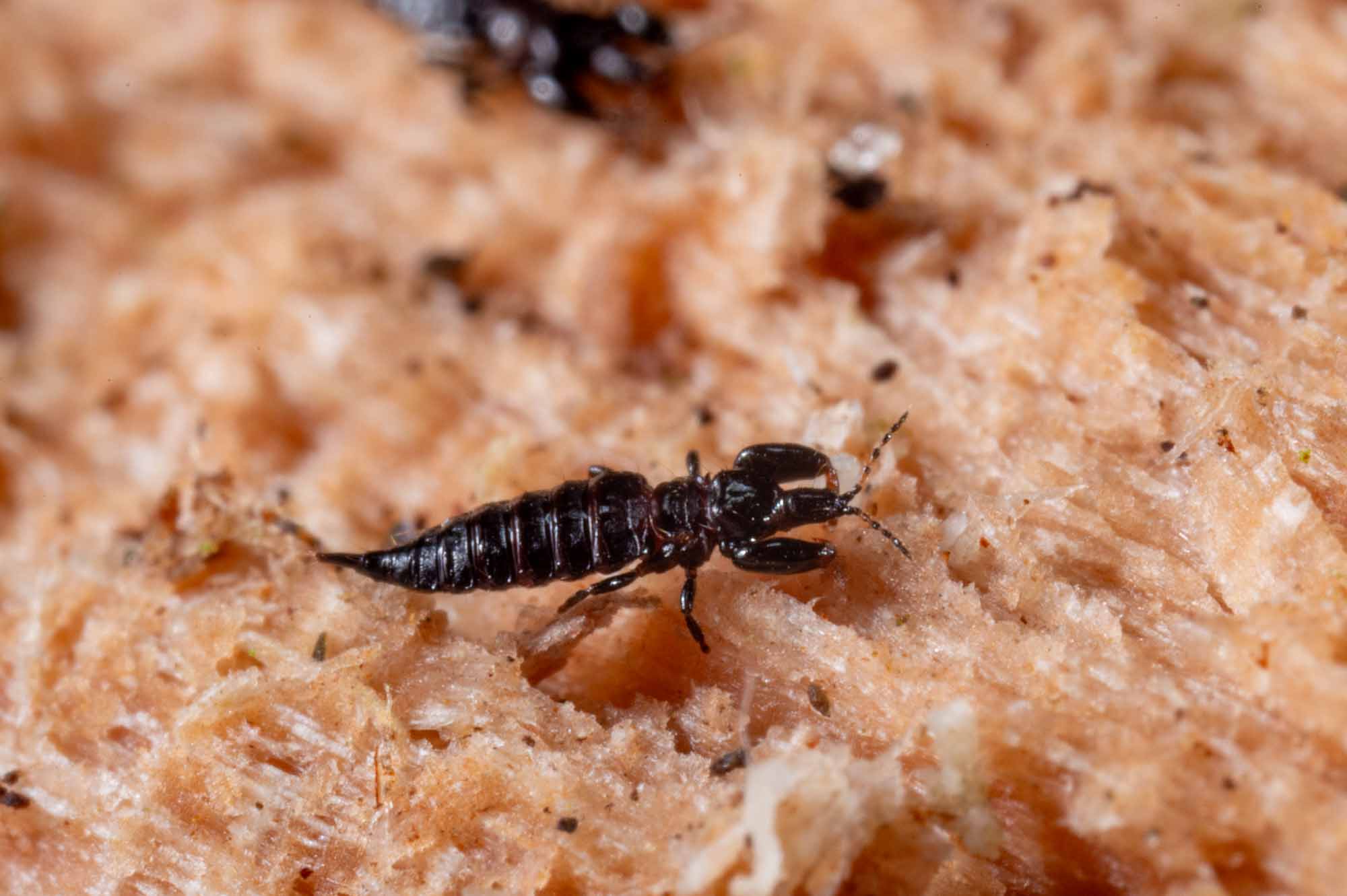 クチキクダアザミウマの写真