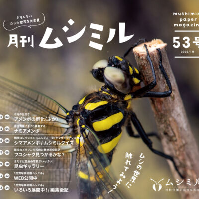 月刊ムシミル53号画像