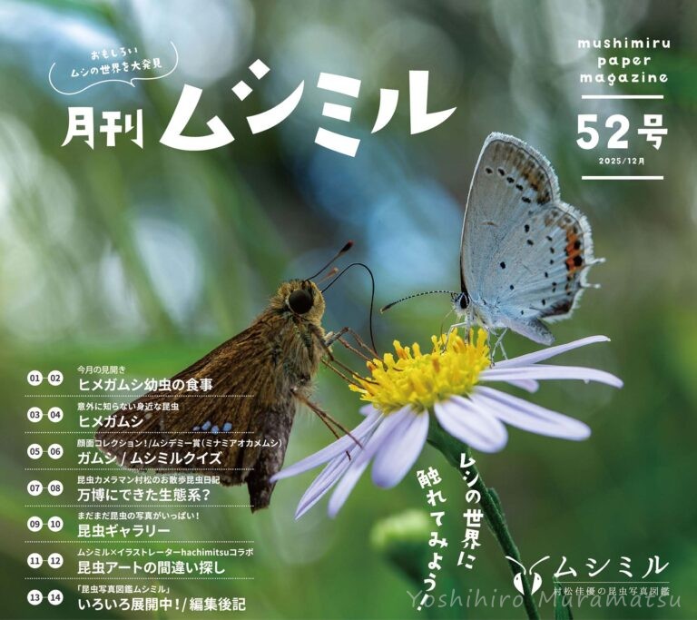 月刊ムシミル54号の画像