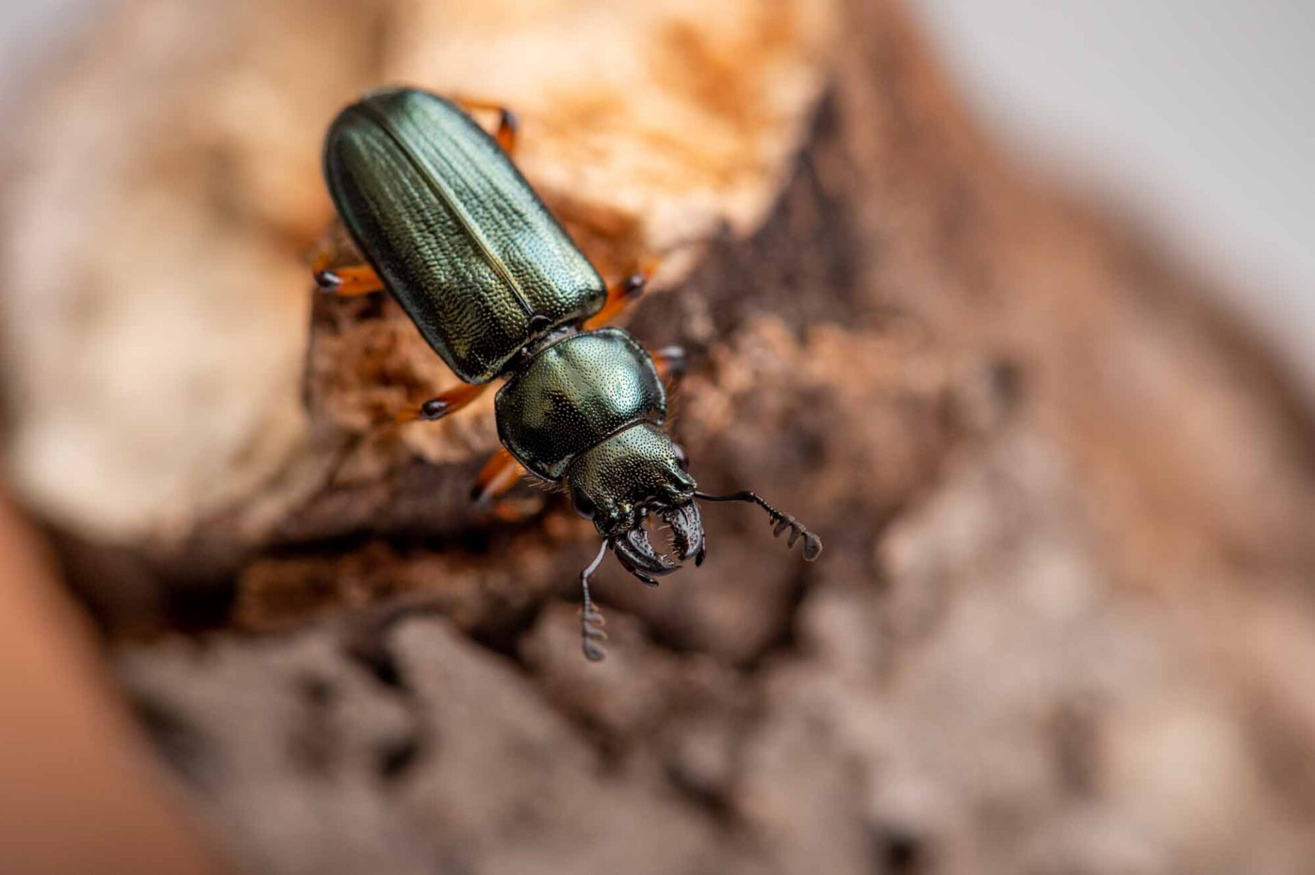 ルリクワガタの写真