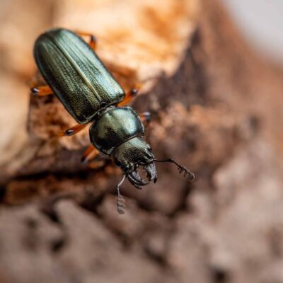 ルリクワガタの写真