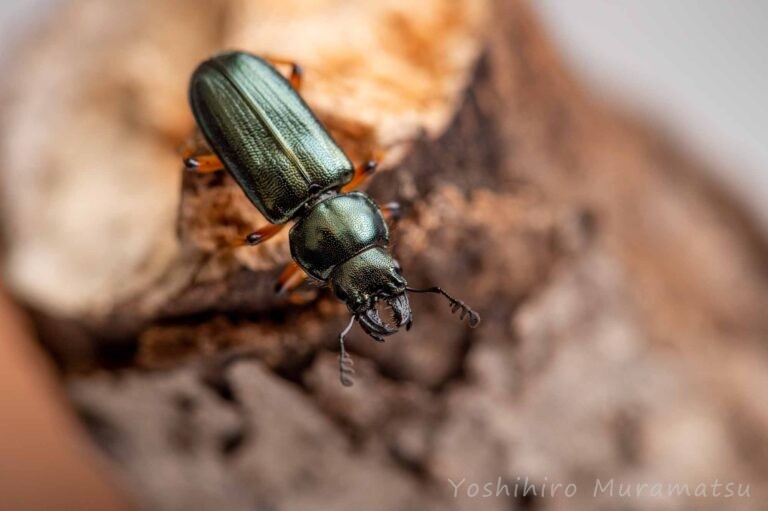 ルリクワガタの写真