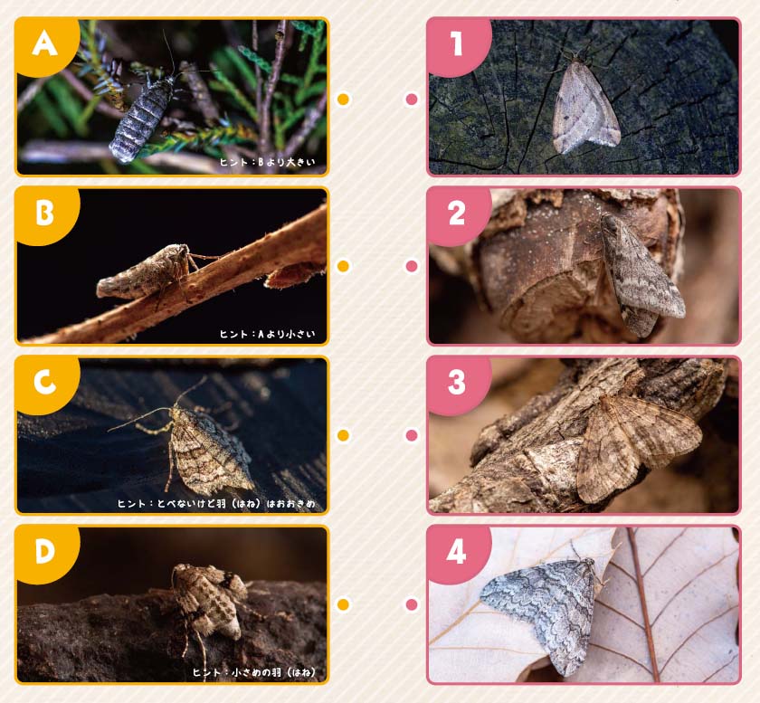 54号クイズの画像