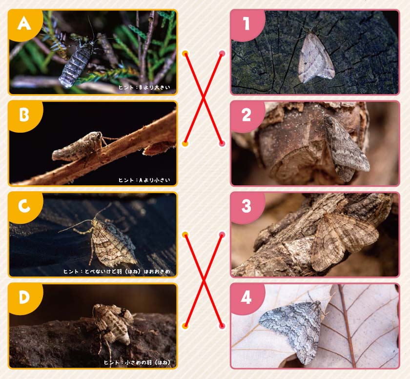 54号クイズ解答の画像