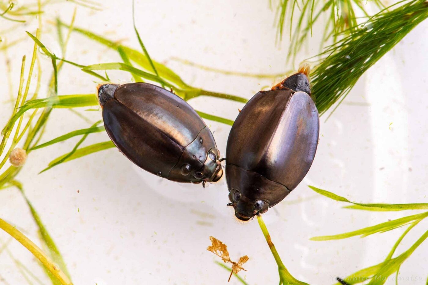 オキナワオオミズスマシの写真