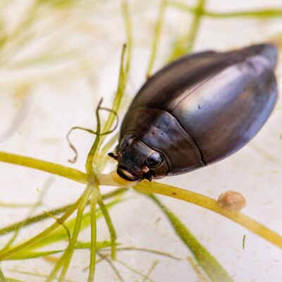 オキナワオオミズスマシの写真