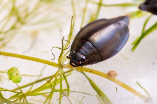 オキナワオオミズスマシの写真