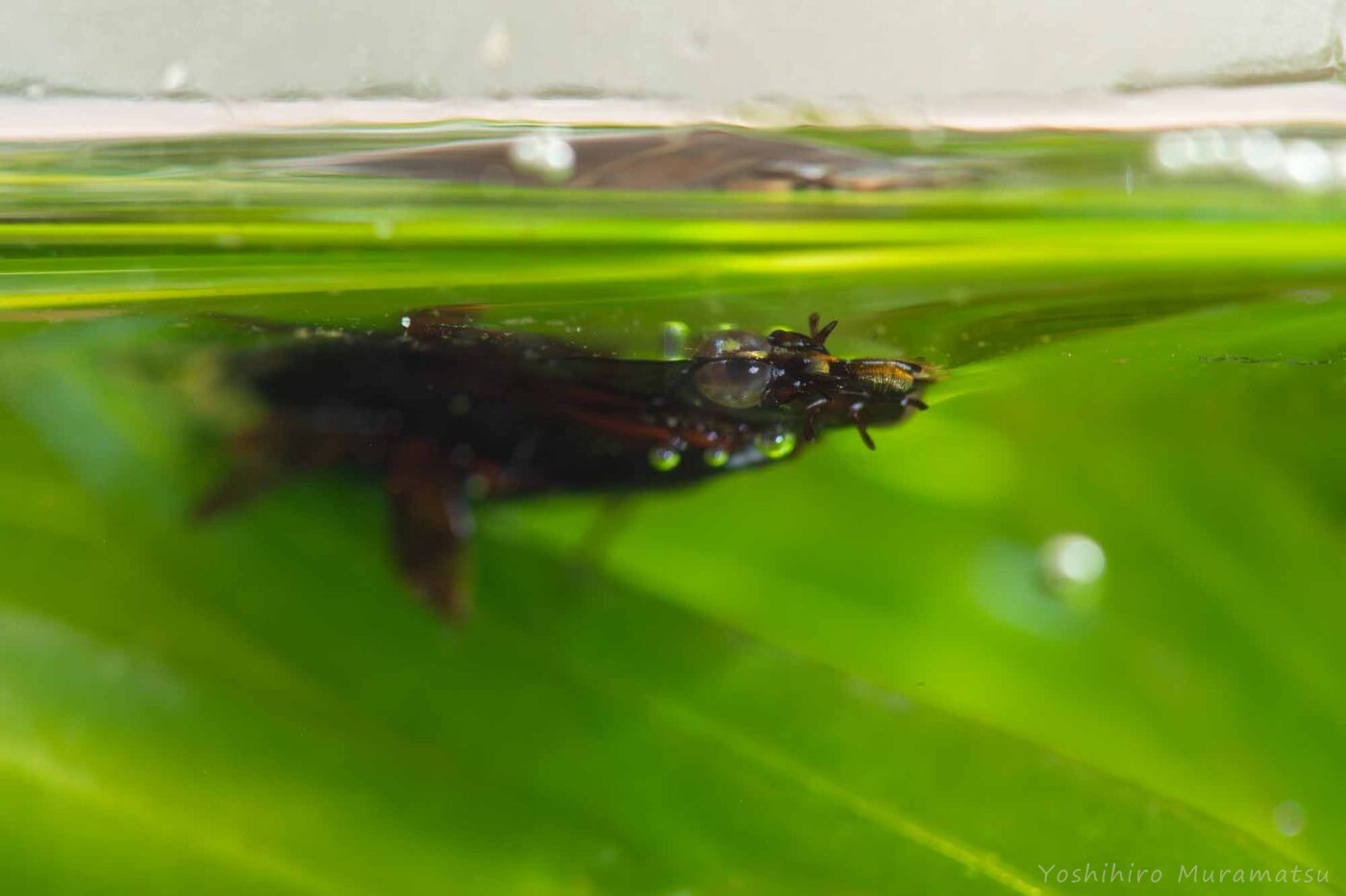 オキナワオオミズスマシの写真