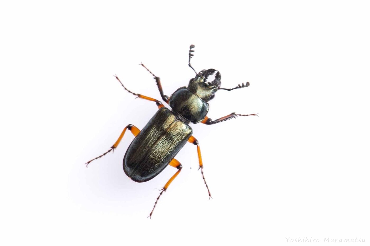 ルリクワガタの写真